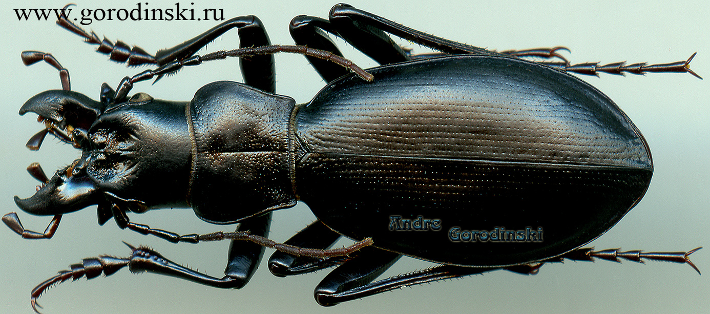 http://www.gorodinski.ru/carabus/Pantophyrtus turcomanorum karaalmicus.jpg